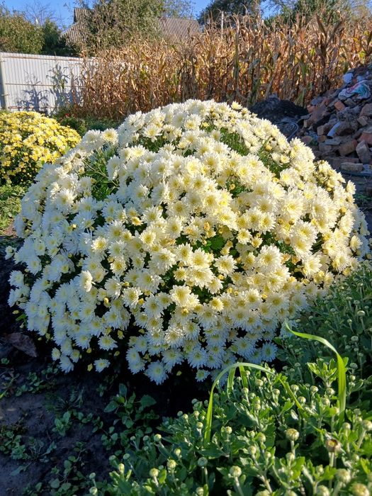 Хризантема мультифлора