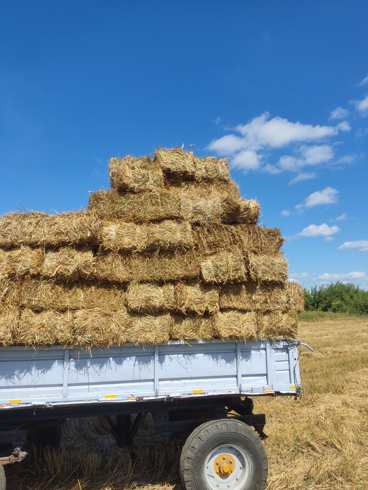 Продам солому пшеничную