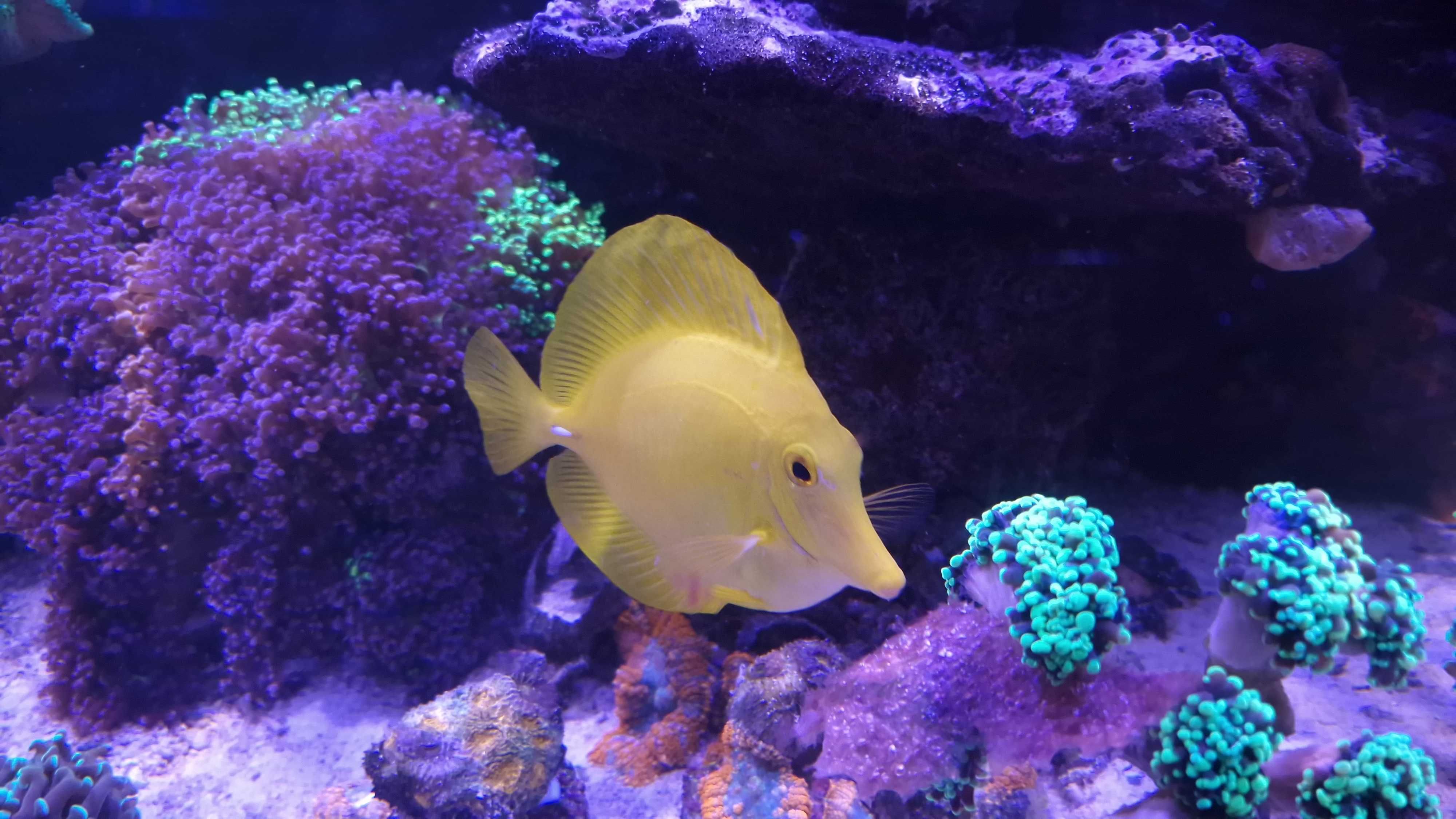 Zebrasoma Flavescense,  Żółtek, pokolec, Yellow Tang - L/XL