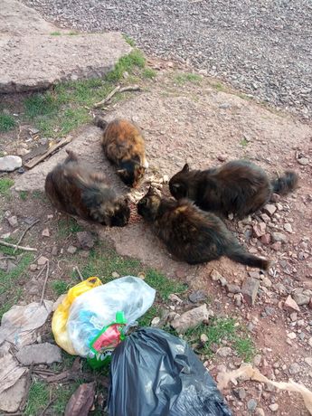 Помогите с кормом .Всего 18 котов Кормим ещё выброшеных. кто може помо