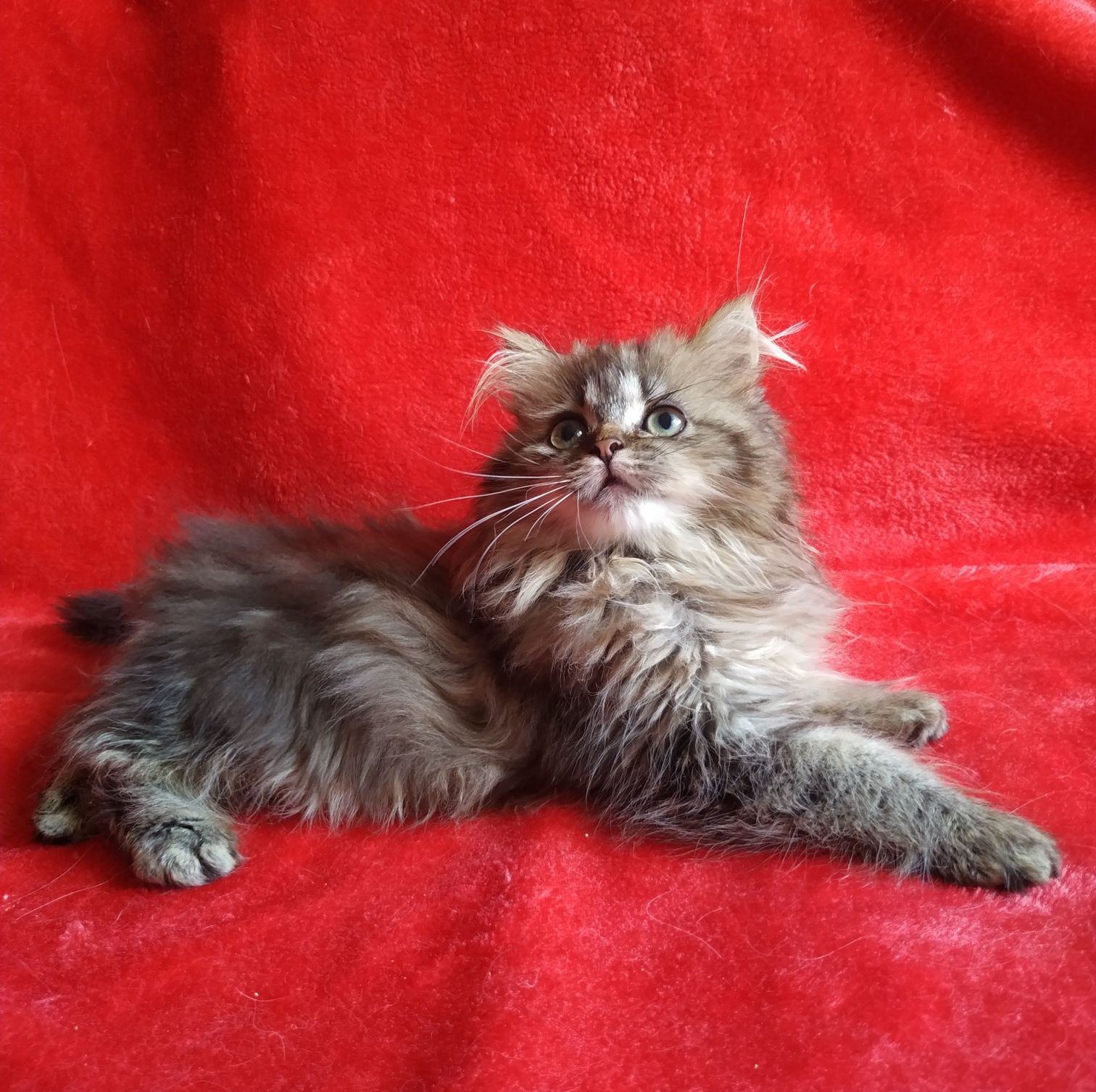 Котенок девочка 3 месяца