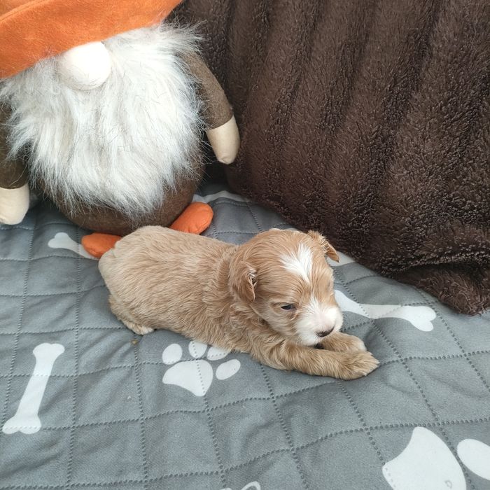 Prześliczny piesek Maltipoo f1