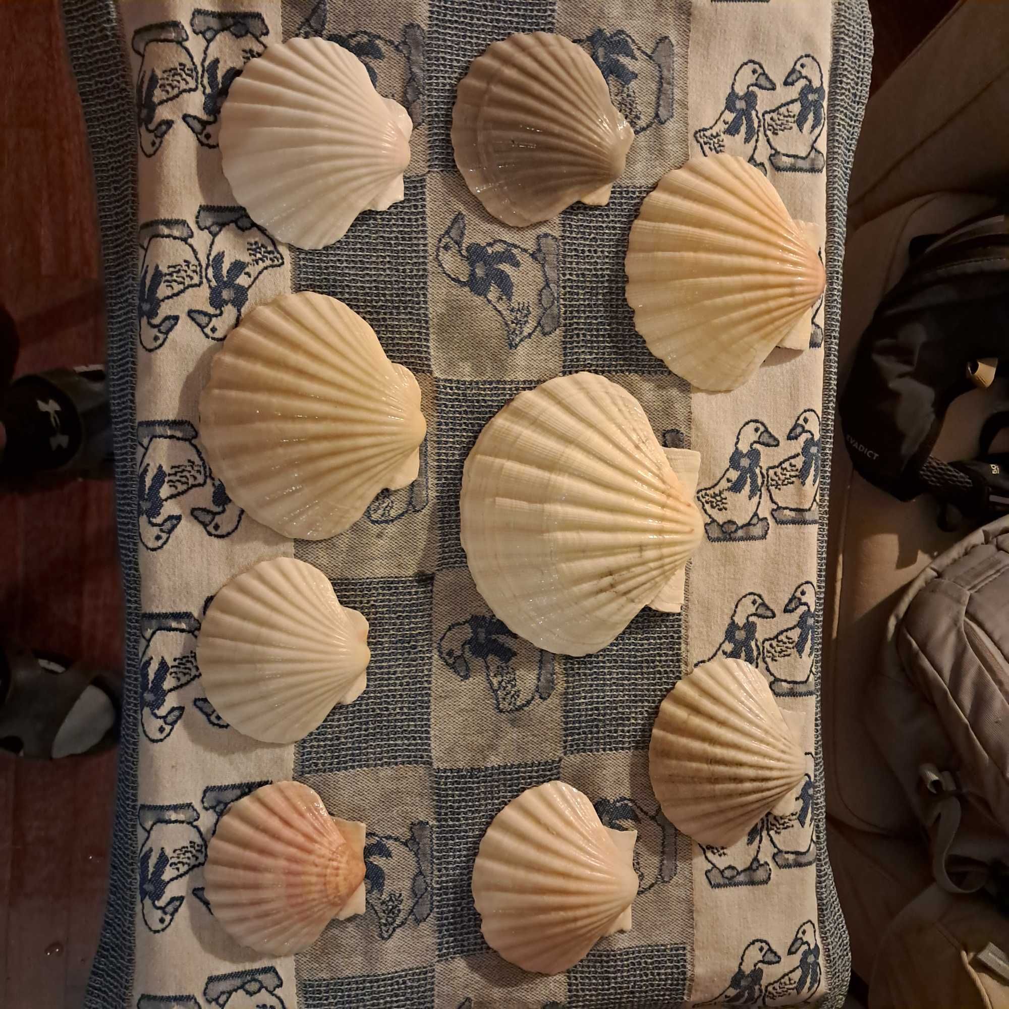 Conchas marinhas