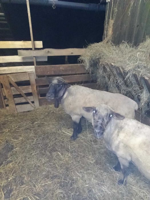 Baran czarnogłówka