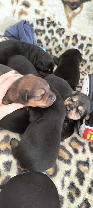 Oddam szczeniaki kundelki