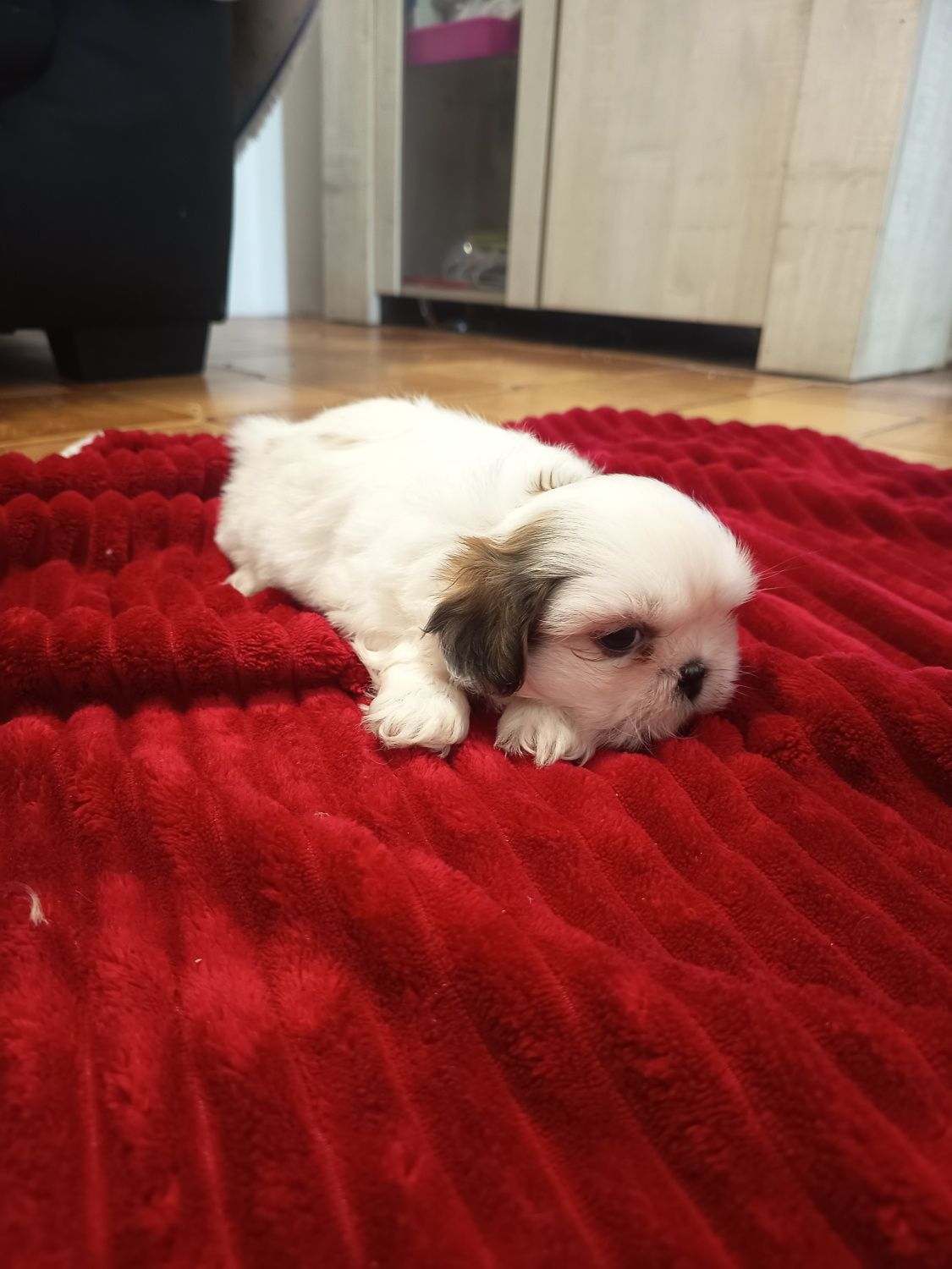 Lindo shih tzu macho vacinado e desparasitado