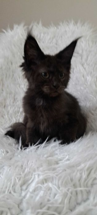 Gotowy do odbioru kocurek Maine Coon