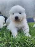 Samoyed FCI/ZKwP - suczka