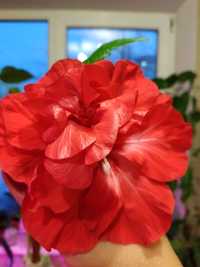 Гибискус китайская роза красного цвета махровая