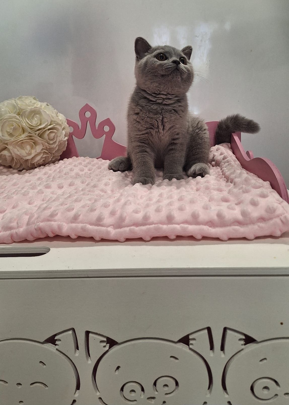 Gatinha British shorthair