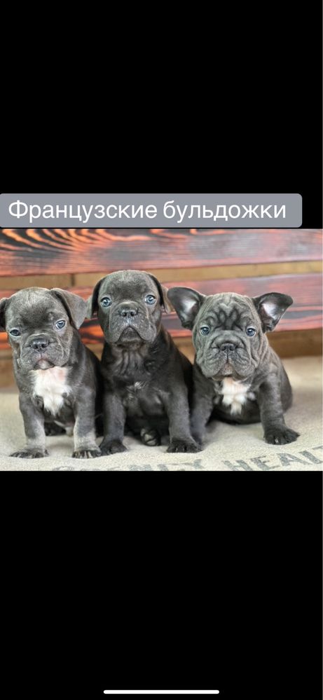 Французские бульдожки! Выбор!