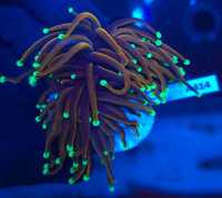 Euphyllia glabrescens INDO Gold (A414)