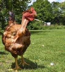 Яйце Інкубаційне Іспанка Голошия Червона