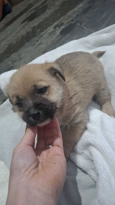 Oddam pieski po mamie mieszanki shihtzu