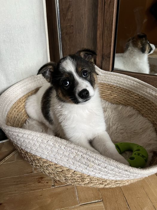 Цуценята шукають дім