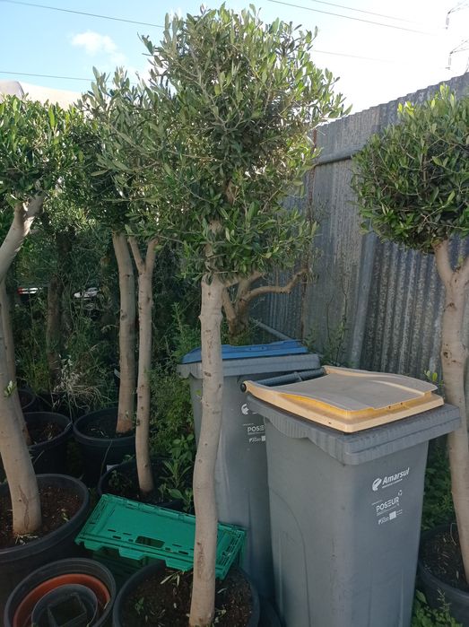 Vendo oliveiras bonsai desde 135