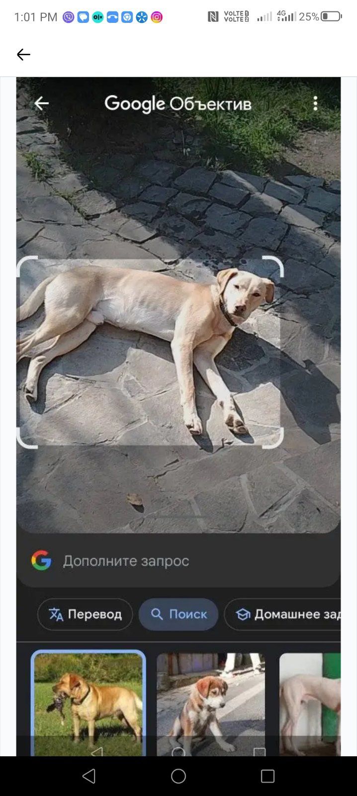 Собака лабрадор молодий