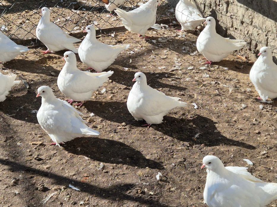 Gołębie mondajny sprzedam młode z 2025 roku