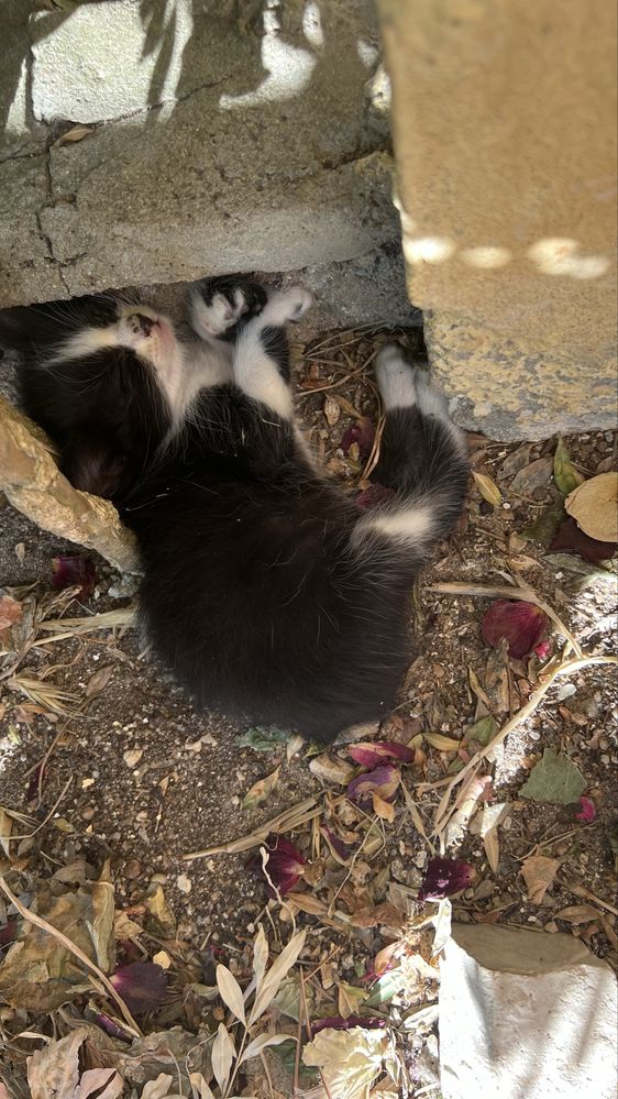 Gatos para adoção (ler condições)