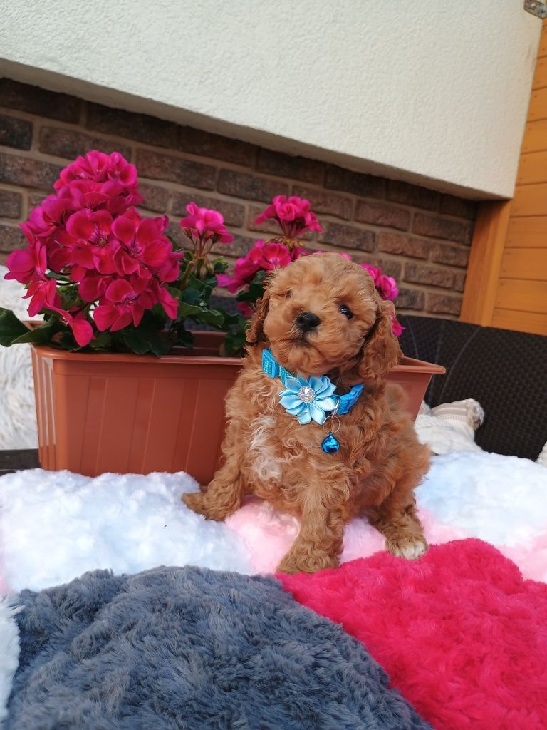 Pudel toy piesek  red