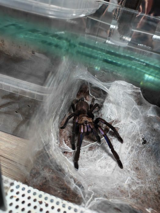 Chilobrachys natanicharum Samica 6dc