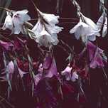 Dierama Pulcherrinum - STRAWBERRY ICE CREAM, Anielska wędka