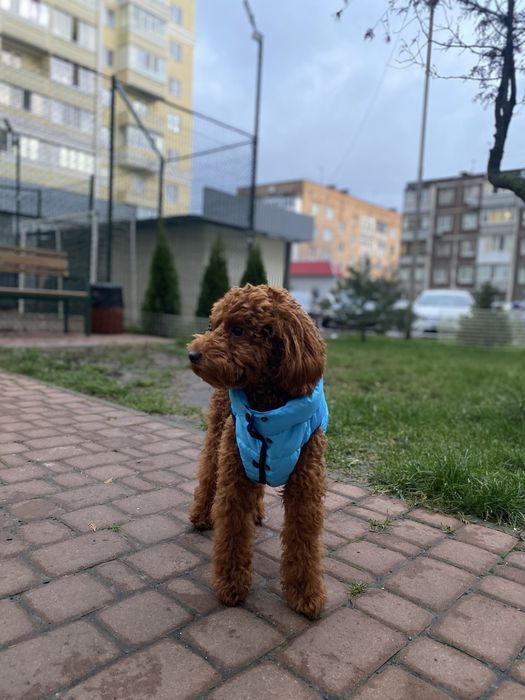 Пудель для вʼязки, ціна договірна