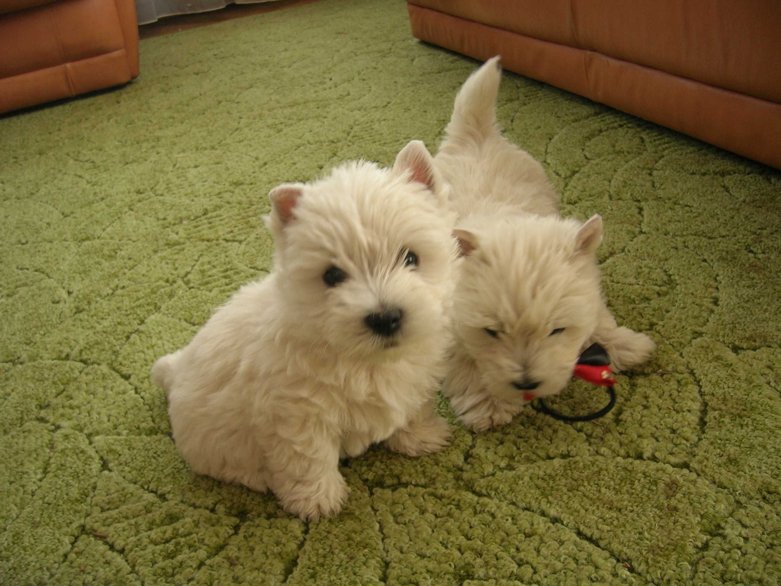 West Terrier-śliczna sunia
