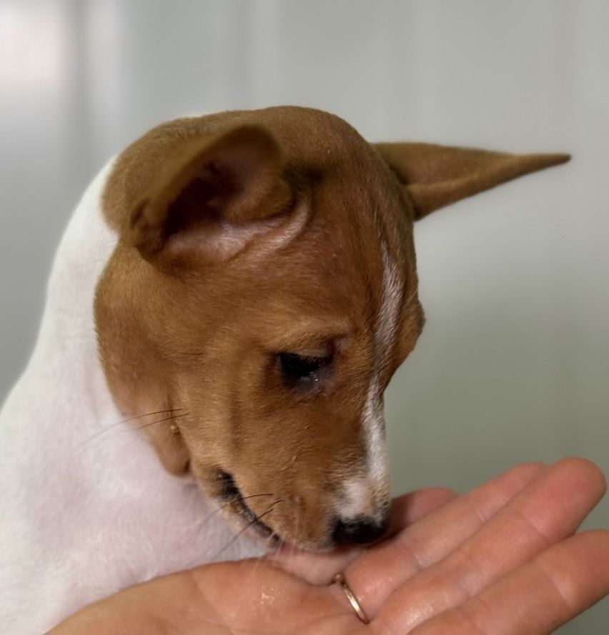 Басенджи щенок. Basenji puppies. Девочка рыжая с белым.