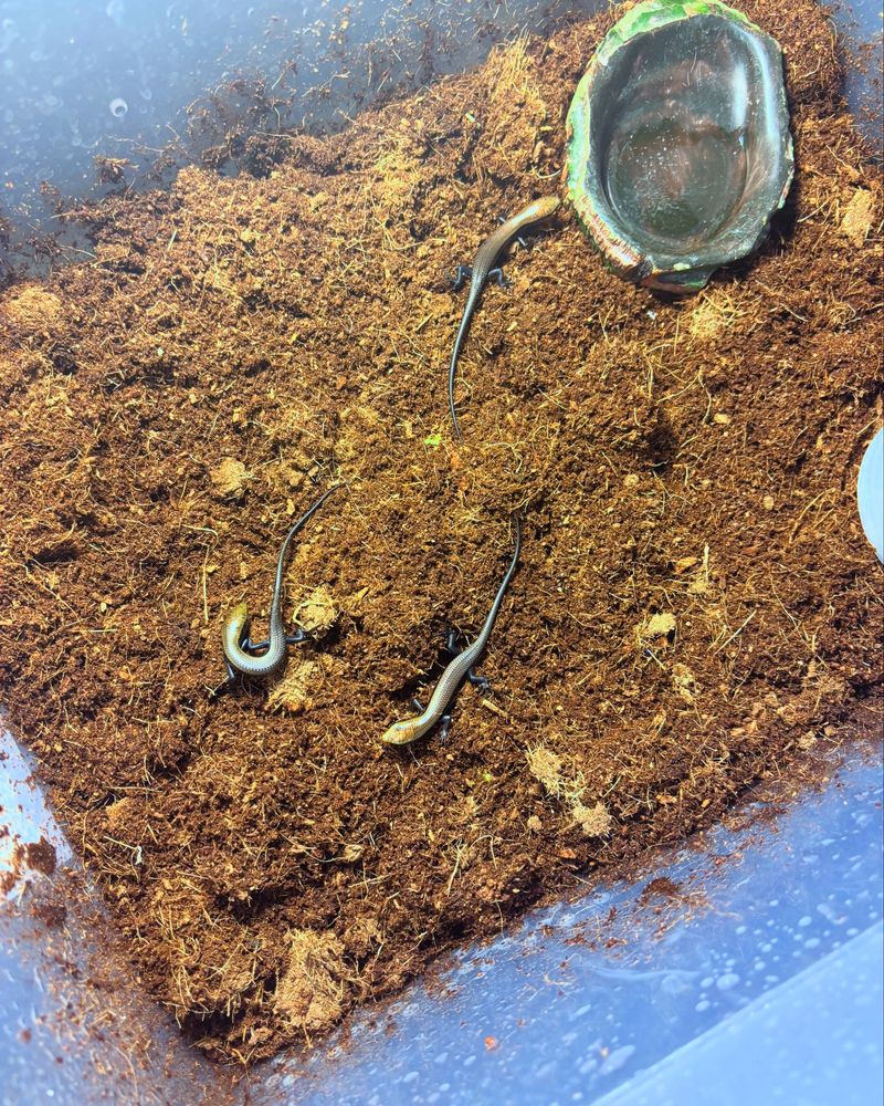 Scynk wielopręgi-eutropis multifasciata