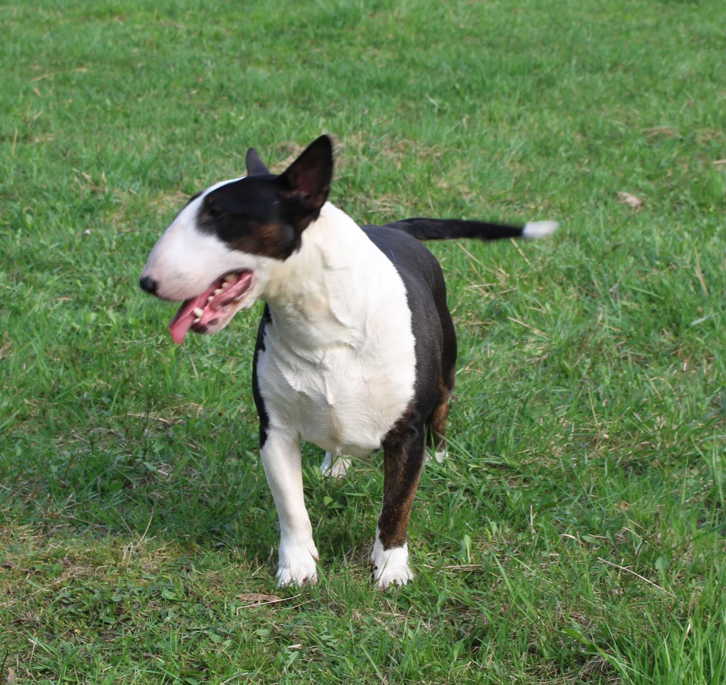 Suczka bulterier standardowy bull bullterrier