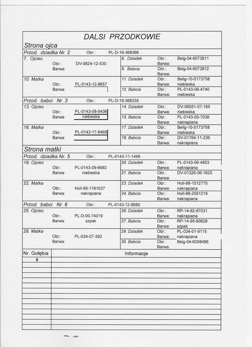 Młode Para 72 Oryg. A.M Wiosna Inbred Starego Szpaka gołębie pocztowe