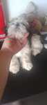 Shih-tzu macho porte mini,  com LOP
