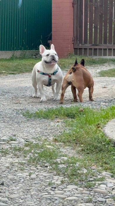 Французький бульдог