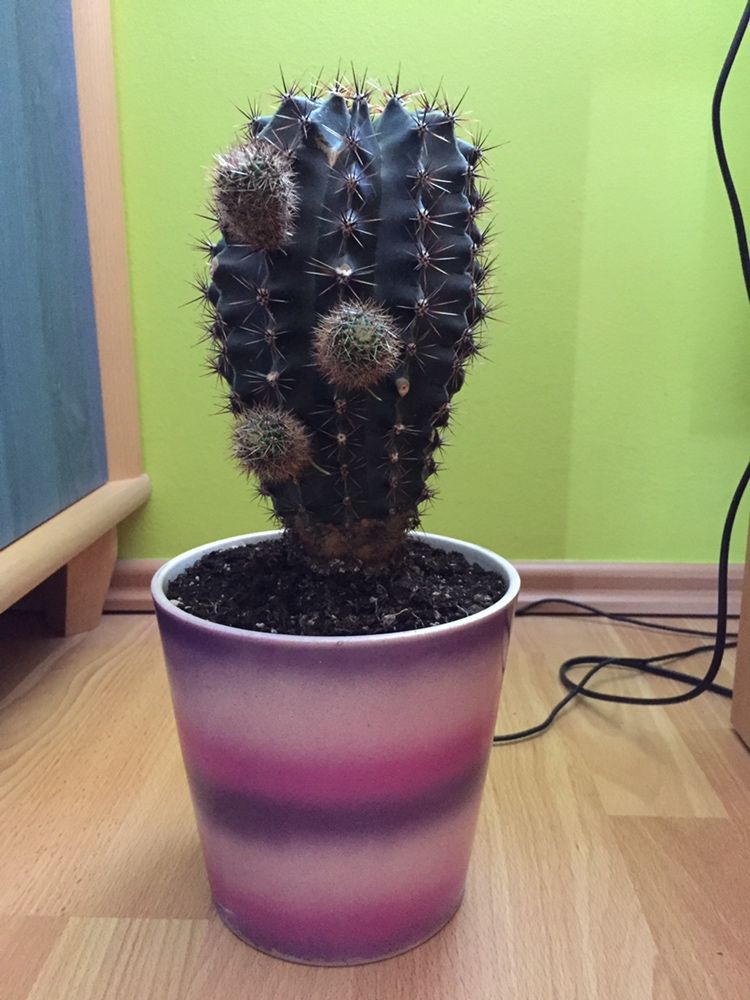 Kaktus Echinopsis