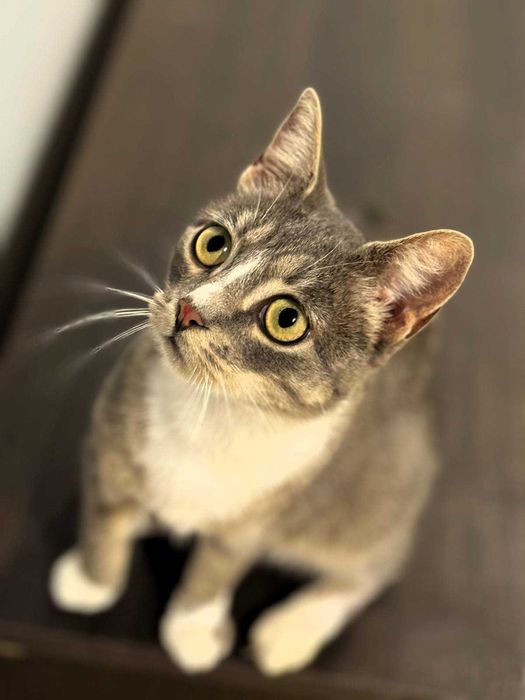 Malwinka srebrna, kochana kotka