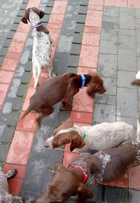 Piesek Wyżeł niemiecki krótkowłosy