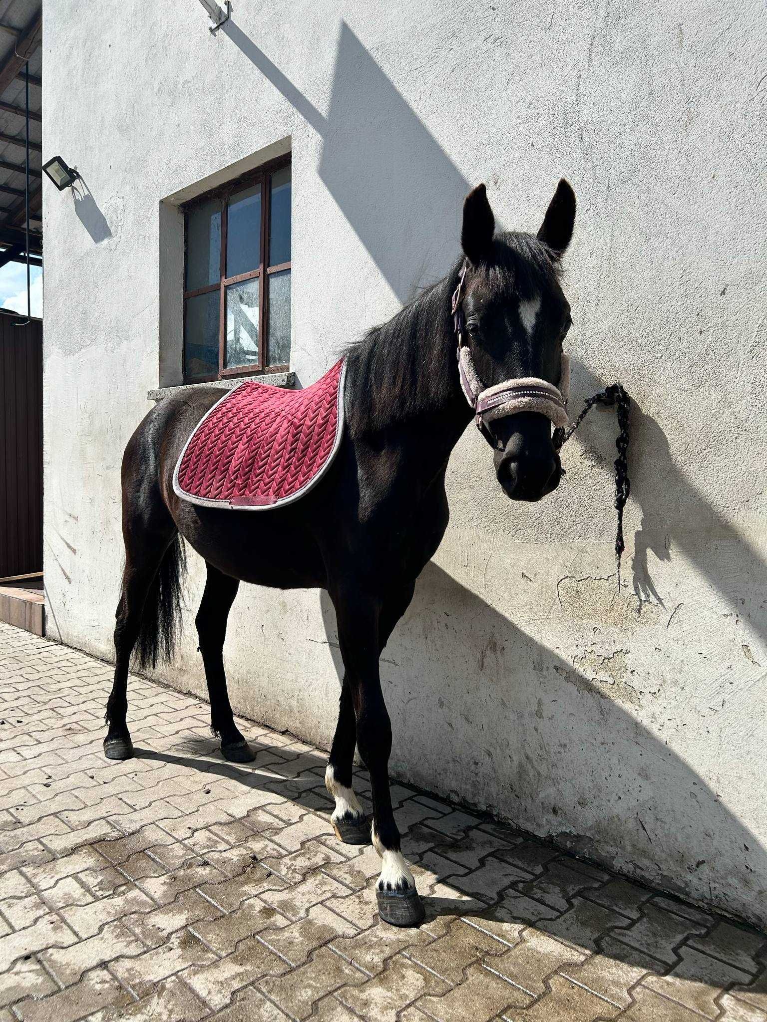 Zdrowa klacz, po KWPN, 140cm