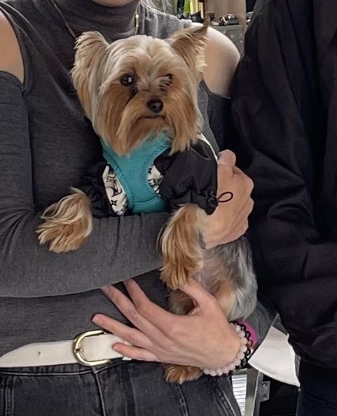 Йорк мінік хлопчик 2,5 роки в добрі  руки