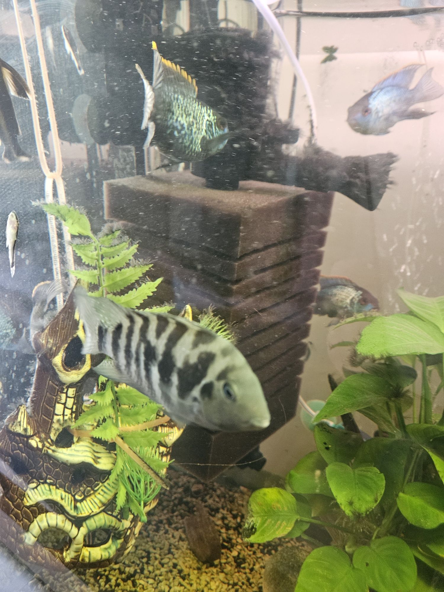 Pielegnica Zebra