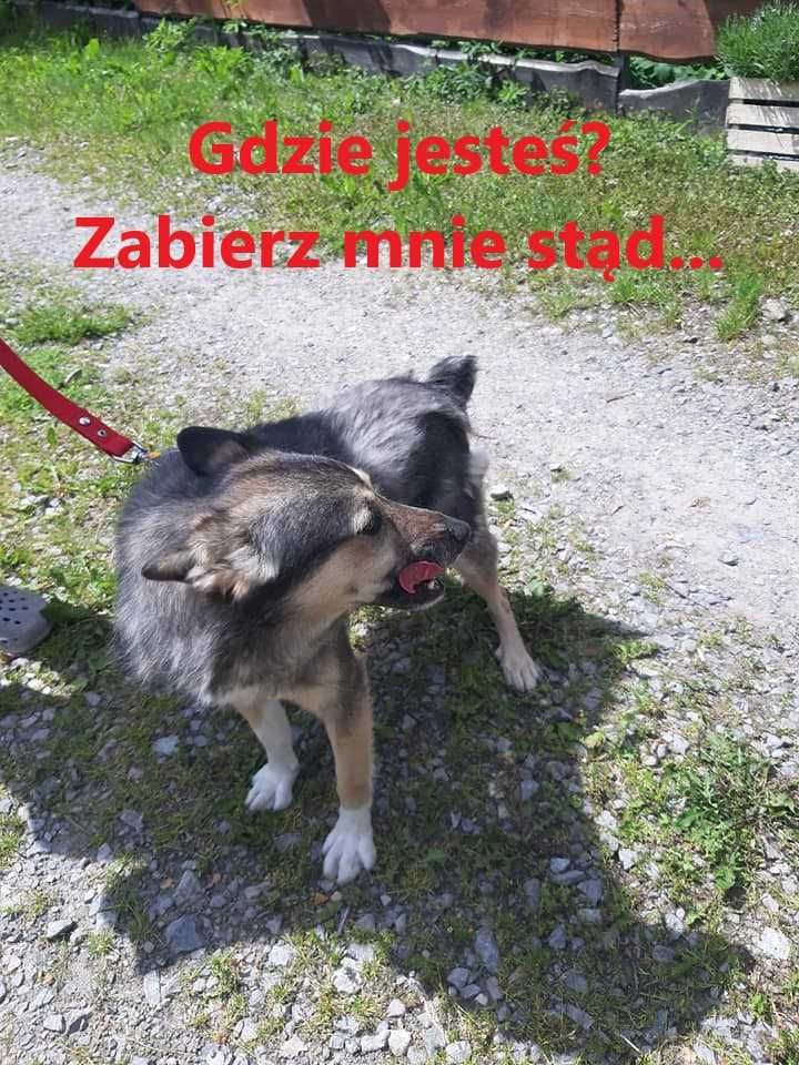 Kochany pies szuka domku. Adopcja.