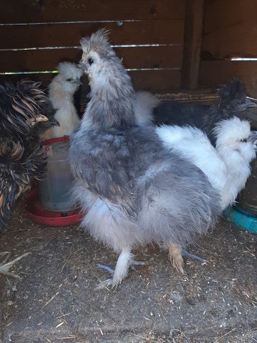 Пушисті китайскі молодь