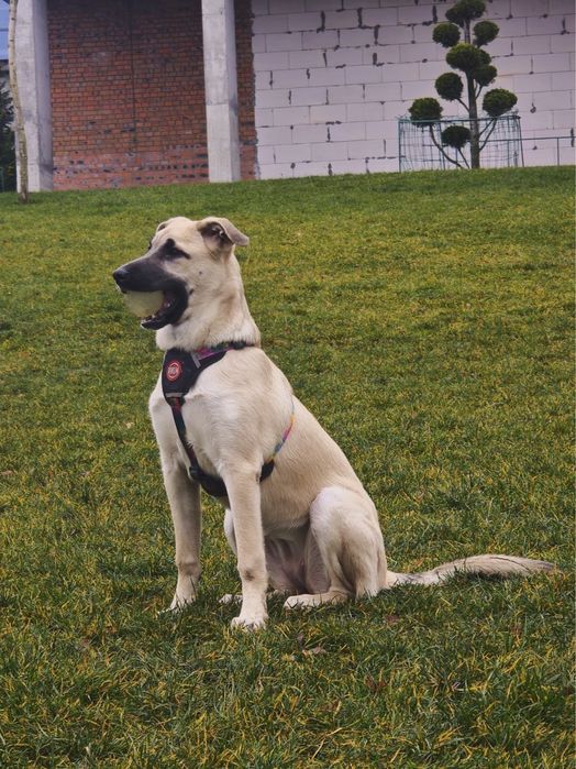 Цуценя в добрі руки, дівчинка в добрі руки