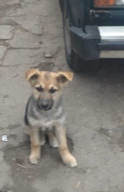 Отдам в Хорошие руки девочку