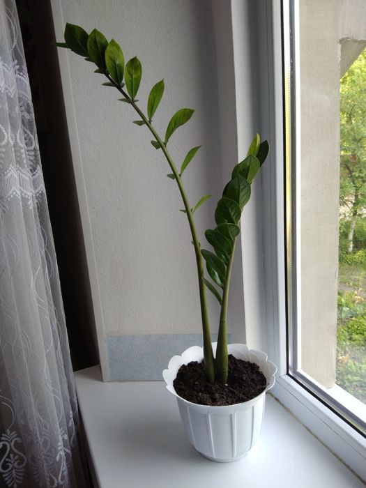 Заміокулькас продам