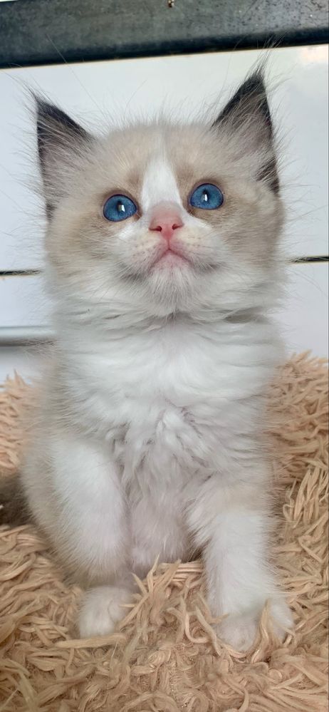 Ragdoll Kotka Seal Bicolor