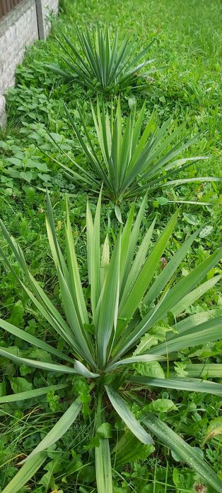 Młode sadzonki juki