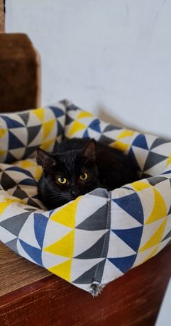 Черная кошка малышка 11 месяцев