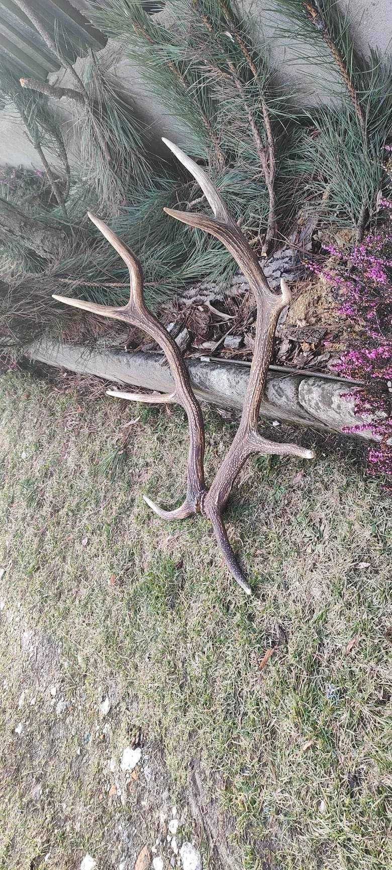 Poroże ,parostki, rogi ,trofea / długość  84//94 cm/