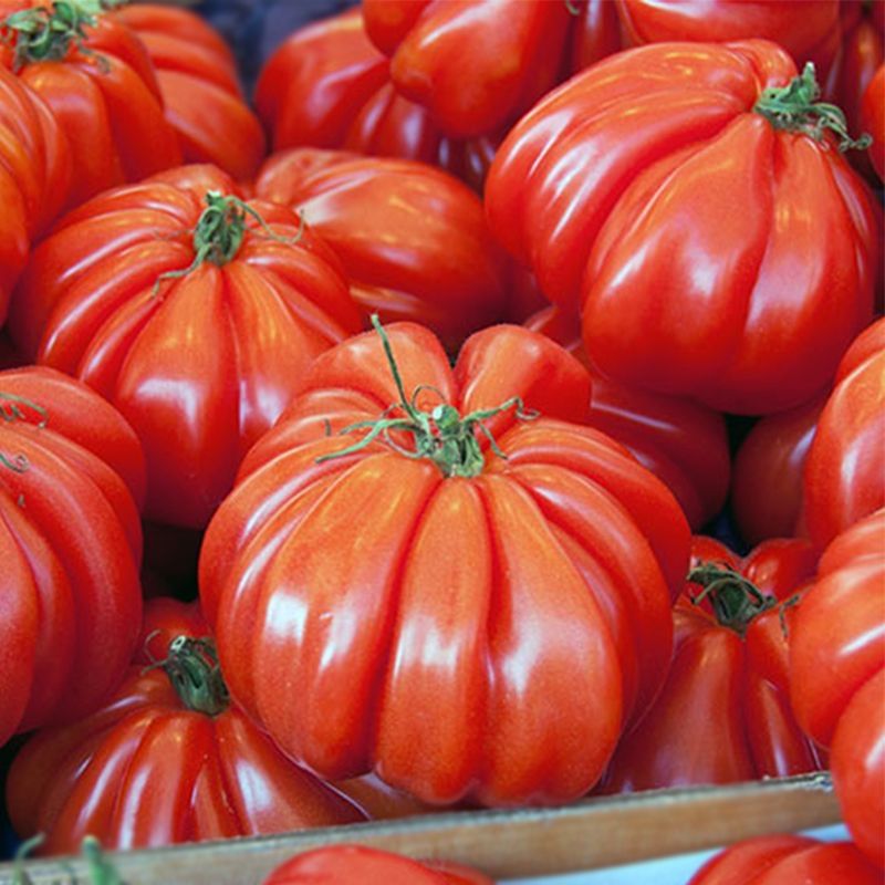 Продам розсаду томатів